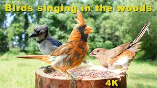 ASMR 4 HOURS of Birds Singing, No loop, 4K Bird, Digital Stress Relief Therapy, Cat TV, AW 001-1