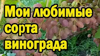 Мои любимые сорта винограда