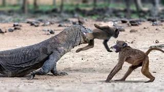 Komodo devours Monkey & other prey Alive