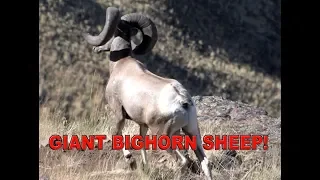 B&C BIGHORN SHEEP HUNT IN IDAHO! | L2H S01 Hell's Canyon