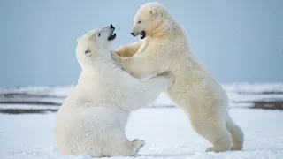 БЕЛЫЙ МЕДВЕДЬ - Полярный Белый Медведь в Дикой Природе
