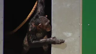 Laboratory monkeys see daylight for the first time