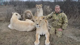 Львы почувствовали ЗАПАХ АЛКОГОЛЯ ! Состоялся суд по УГОЛОВНОМУ ДЕЛУ !!!