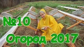 Семья Бровченко. Огород 2017г. - "гнезда" для кустов, сорняки, жуки, досаживаю семена. (07.17г.)