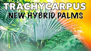 New Cold Hardy Trachycarpus Princeps Hybrid Palms!