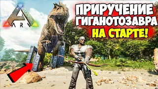 КАК ПРИРУЧИТЬ ГИГАНОТОЗАВРА в ARK Ascended!? Лучший ГАЙД для НОВИЧКОВ! Гига на СТАРТЕ ИГРЫ в АРК!