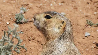 Prairie dogs in New Mexico (4K) - Panasonic 100-400mm lens on GH5 II (GH5M2) camera