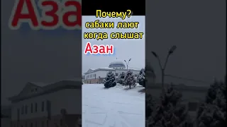 Почему собаки лают когда слышат Азан?#ислам #мусульмане #allah #шортс #молитва #shorts #азан #аллах