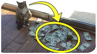 Cat Keeps Bringing Money, So Dad Sets Up Camera And Sees This