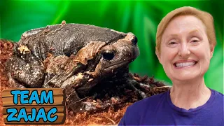 Carola und der REGENFROSCH | Zoo Zajac