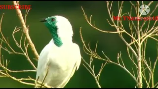 Bare Throated Bellbird amazing voice that birds