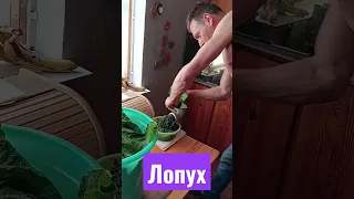 Я ЛОПУХ кручу на зиму