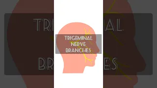 Trigeminal Nerve Branches