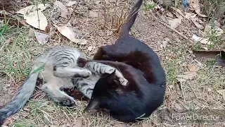 Rusty spotted kitten playing with mother cat  #Bombaycat