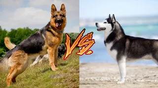 Немецкая овчарка против Сибирский хаски. Siberian husky Vs German shepherd