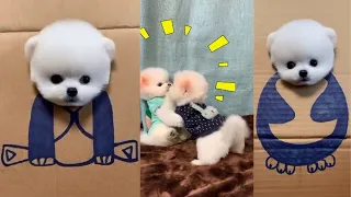 Tik Tok Chó Phốc Sóc Mini   Funny and Cute Pomeranian Videos 😍 #4