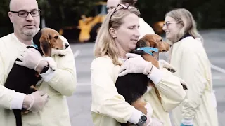 Up close and personal  with the rescued Beagles!