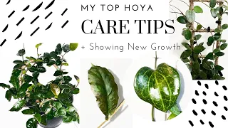 My Top Hoya Care Tips! + New Hoya Growth!