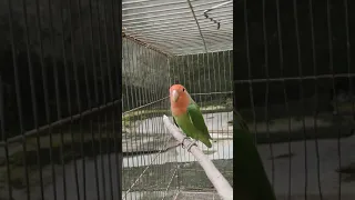 Red haded green opaline lovebird