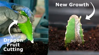 Easiest Way to Grow Dragon Fruit Plants From Cuttings