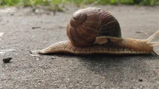 Улитка ползёт, ускоренное видео