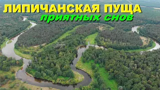 Липичанская пуща  Видео для сна