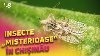 Insecte „misterioase”, în Chișinău. Orășenii se plâng că le sunt invadate casele de insecte