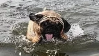 Pug swimming. Мопс плавает. Мопс купается