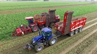 Lifting Sugar Beet | Holmer T4-30 Exxact & Grimme HAWE RUW 4000 Chaser | Breure Klaaswaal