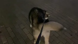 щенок маламута ненавидит гулять на поводке