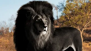 10 Most Rare & Majestic Lions In The World!