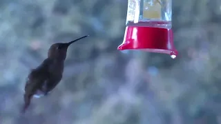 A hummingbird drinking sugar water from a soy sauce bottle feeder