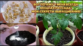 У МЕНЯ ВСЕГДА МОЩНАЯ РАССАДА! РАСКРЫВАЮ СВОИ СЕКРЕТЫ ВЫРАЩИВАНИЯ! СИЛЬНАЯ РАССАДА БЕЗ ОСОБЫХ ЗАТРАТ