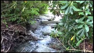 Black Mountain Campground to Mt Mitchell Hike