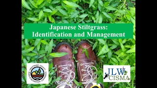 Japanese Stiltgrass Identification and Management