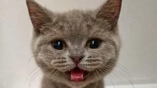 BEST FUNNY CATS COMPILATION 2022😂|  OMG❤️So Cute and Funny Cat Videos!