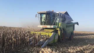 Žetva kukuruza 2021 Claas Mega 370