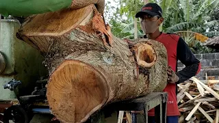 Penguasa hutan rimba jawa selatan ! Extrime' penggergajian kayu akasia produksi mebel bahan export