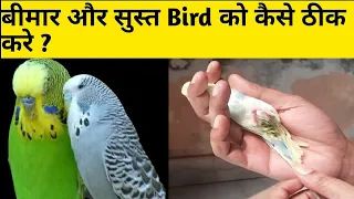 बीमार और सुस्त Bird को कैसे ठीक करे | How To Care Sick Bird | बीमार बजीज़ का इलाज किया