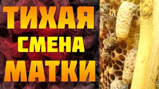 Тихая смена матки пчёлами🐝Молодая матка поёт🐝.Моточник тихой смены