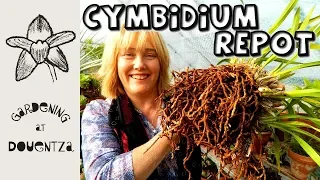 Monster Cymbidium Divide & Repot of Nine-Year-Old Plant