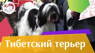 Тибетский терьер на ilikepet. Особенности породы, уход