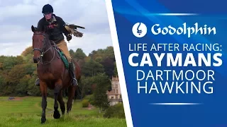 Falconry in Dartmoor with retired Caymans