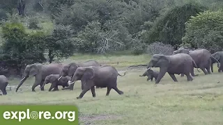 AMAZING! Elephants RUSH to the Water and PROTECT BABY