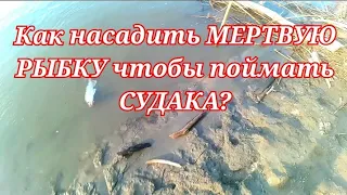 ЛОВЛЯ СУДАКА на МЕРТВУЮ РЫБКУ на ОБИ. Рыбалка 2023 судак на живца. Как поймать на что ловить судака.