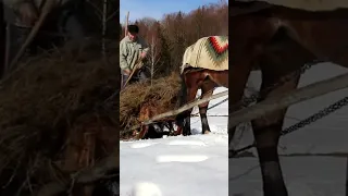 As Hutsuls in the spring in the Carpathians, hay was carried from the mountains by horses