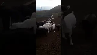 козы сами прибегают угорают