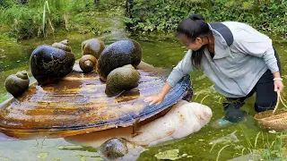 The big clam is covered with long-lived snails, and the pearls inside are crystal clear and stunning