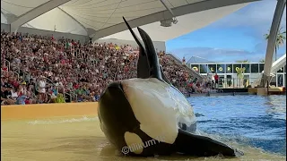 Orca Ocean (Full Show) Apr 8, 2024 - Loro Parque