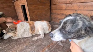 До слёз! Выброшенные хозяевами собаки учатся доверять людям/Пёс Граф помогает новенькой девочке